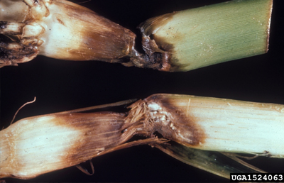 STALK ROT 2.jpg STALK ROT 2.jpg